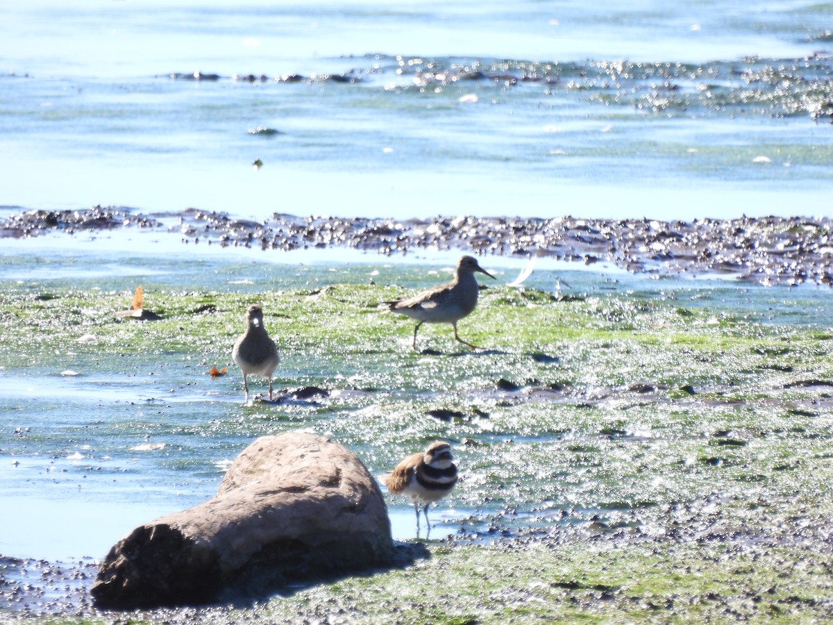 Pectoral Sandpiper - ML643617160