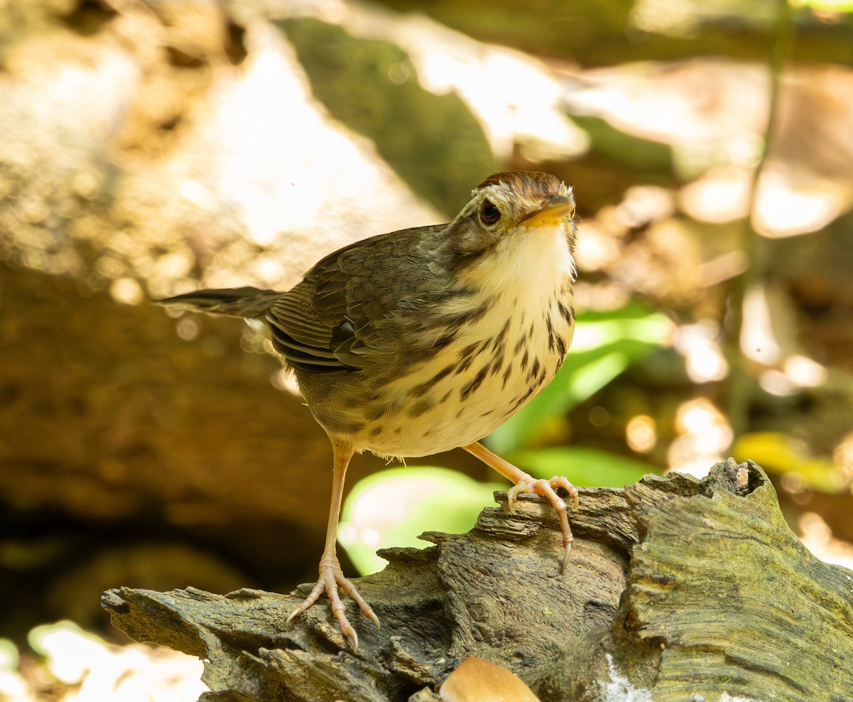 Puff-throated Babbler - ML643617163