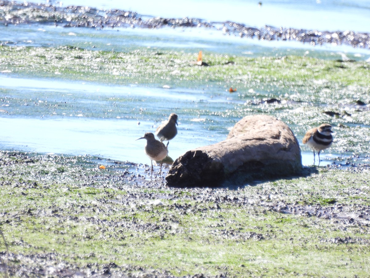 Pectoral Sandpiper - ML643617165