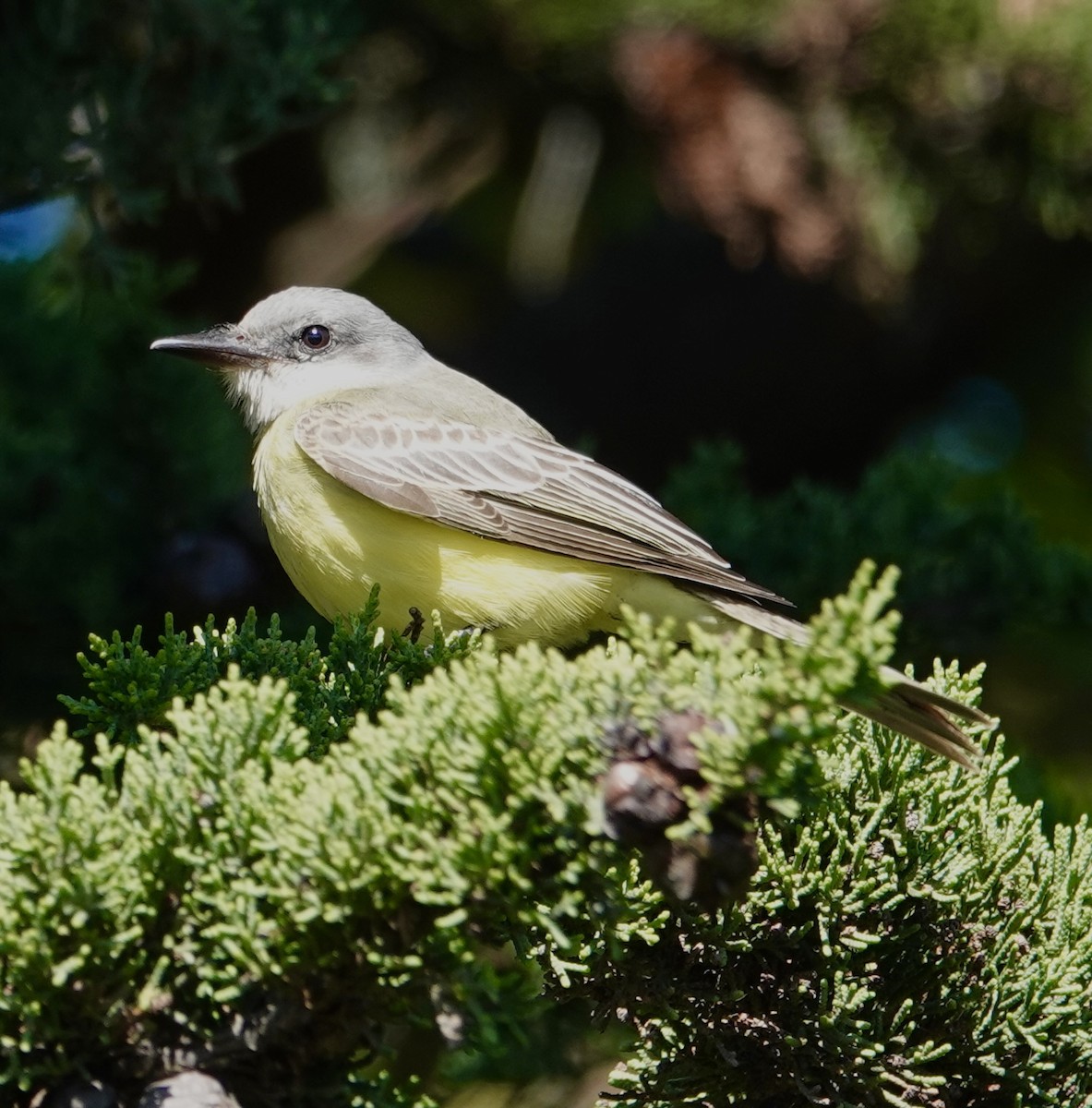 Tropical Kingbird - ML643617173