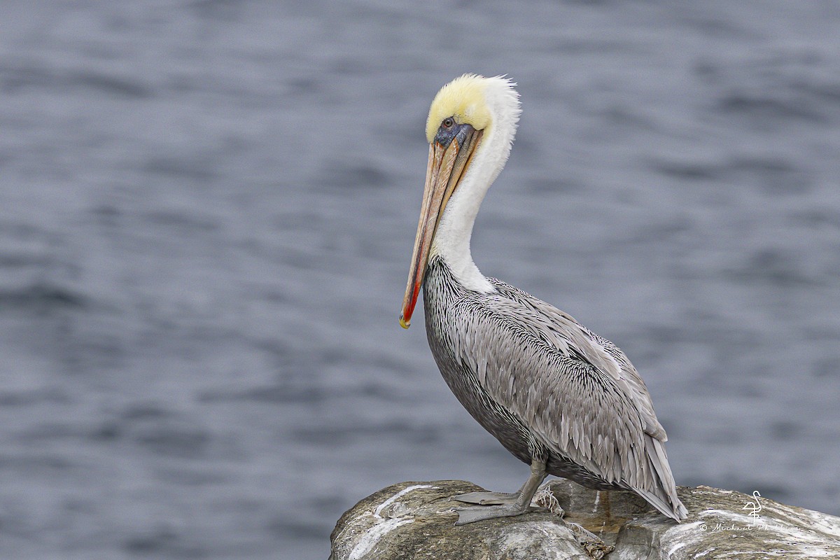 Brown Pelican (California) - ML643617181
