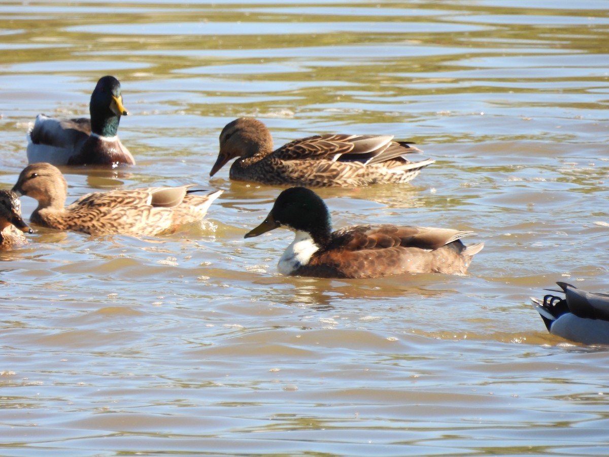 Mallard (Domestic type) - ML643617182