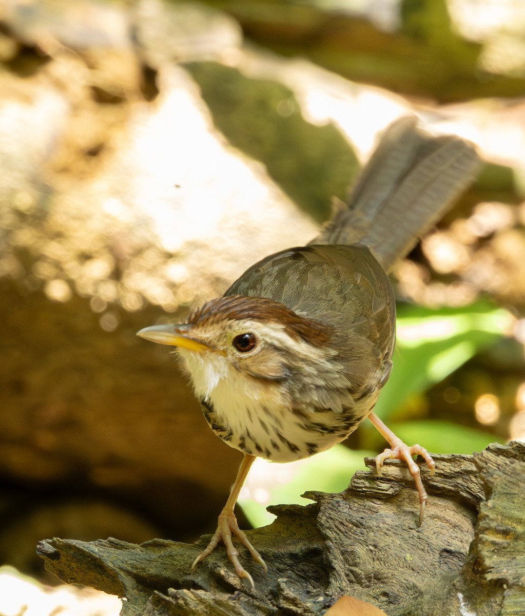 Puff-throated Babbler - ML643617184