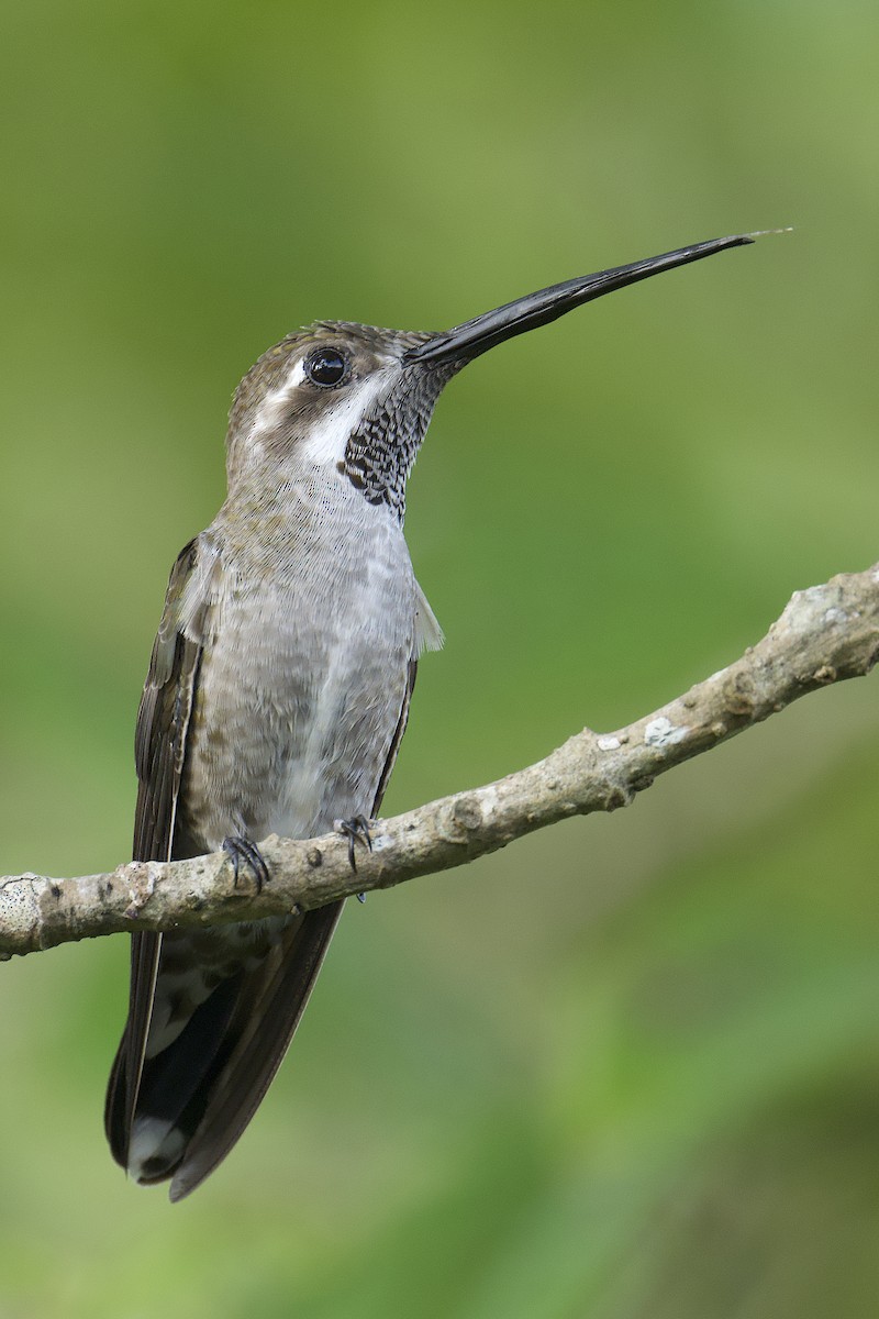 Plain-capped Starthroat - ML643617192