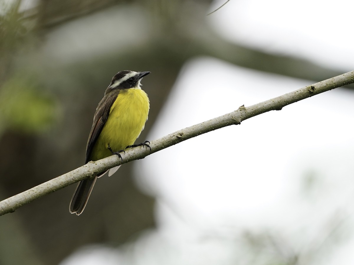 Rusty-margined Flycatcher - ML643617197