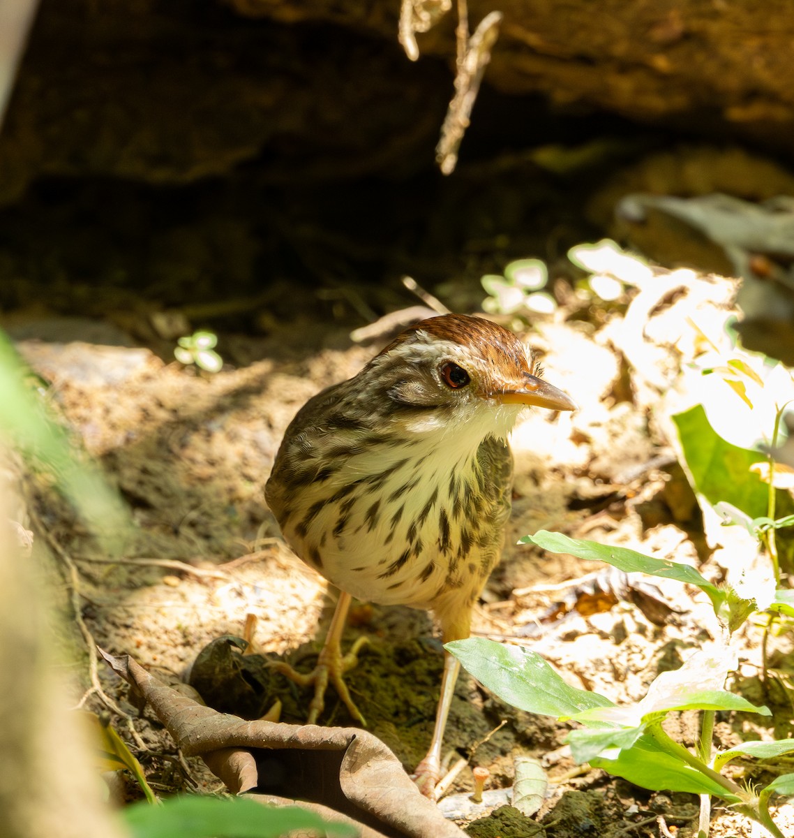 Puff-throated Babbler - ML643617201