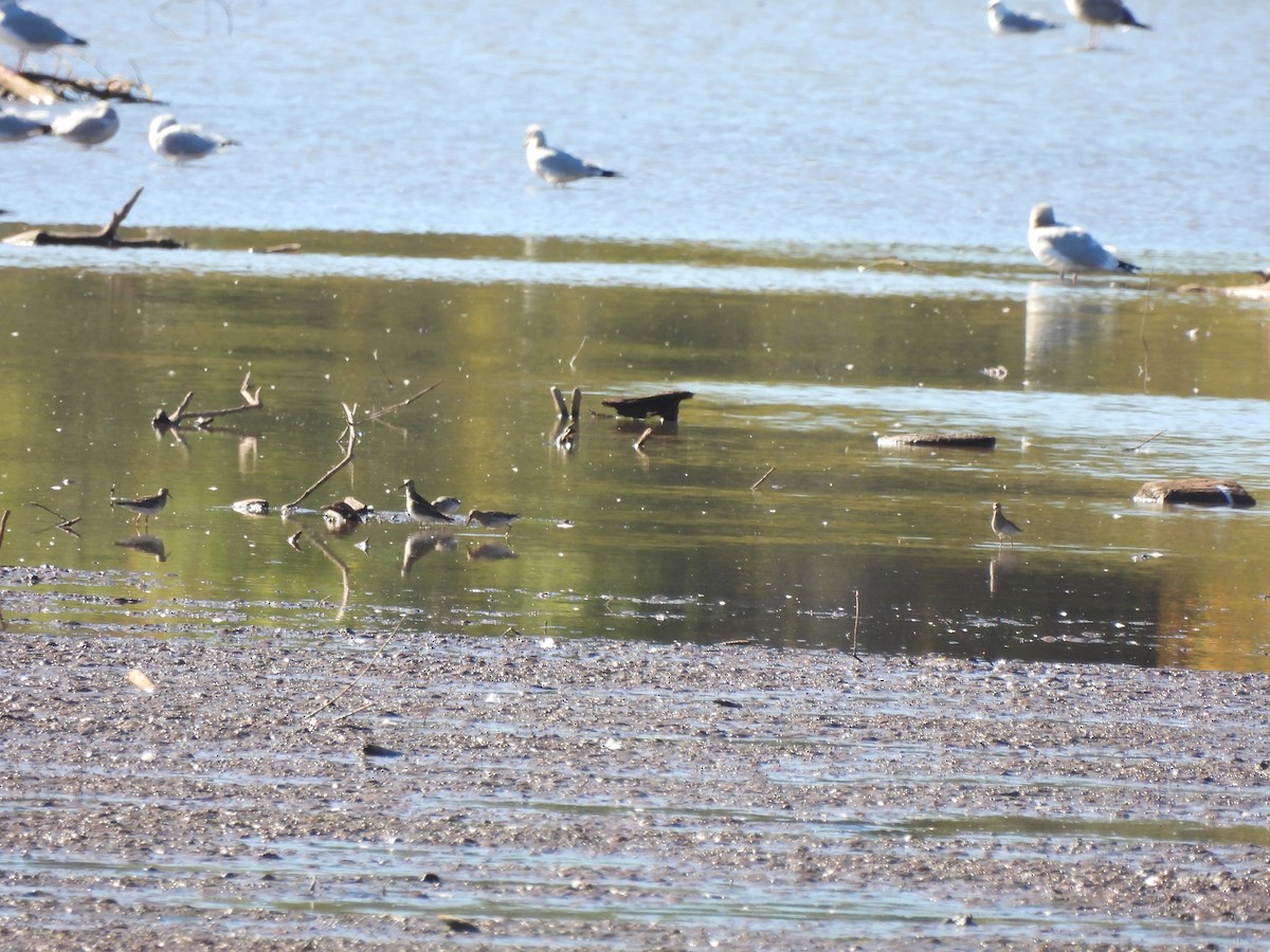Pectoral Sandpiper - ML643617202