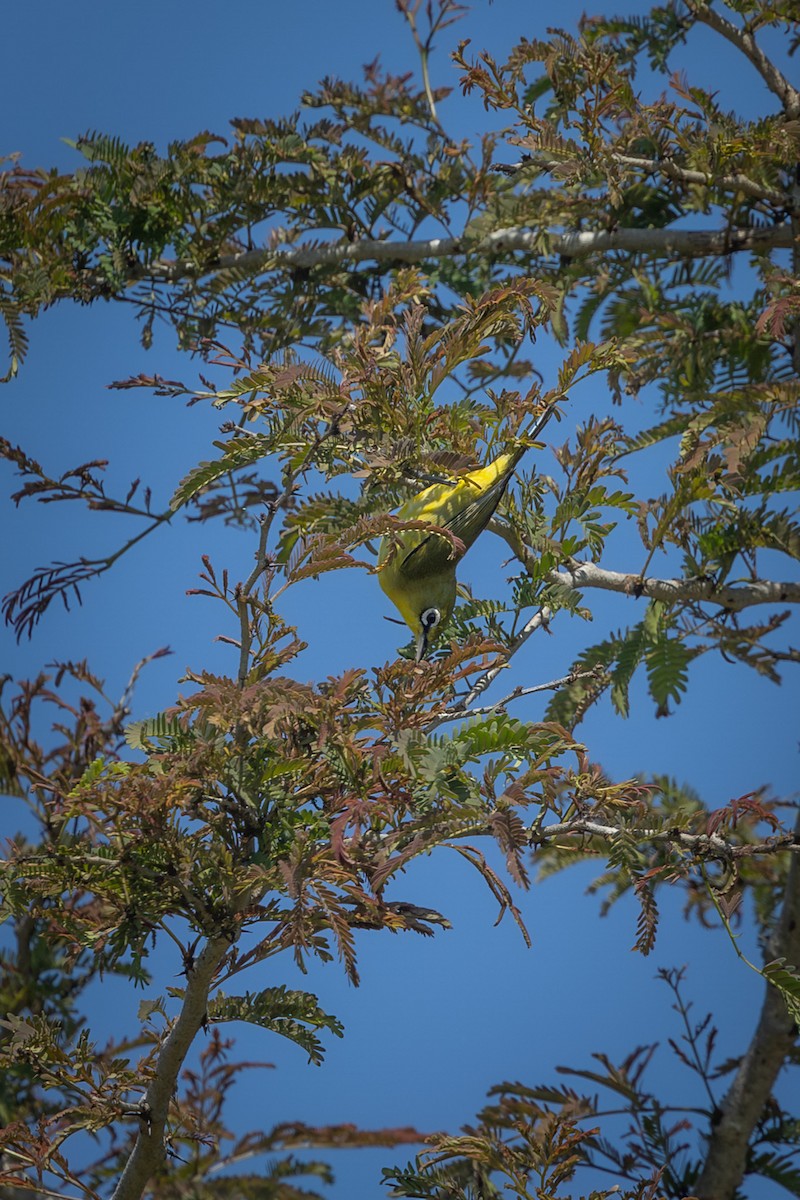 Lemon-bellied White-eye - ML643617205