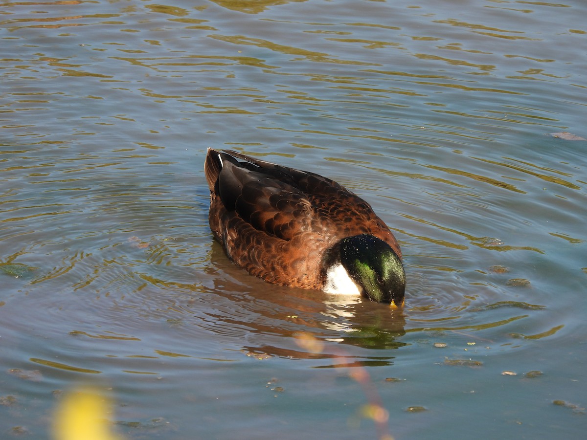 Mallard (Domestic type) - ML643617208