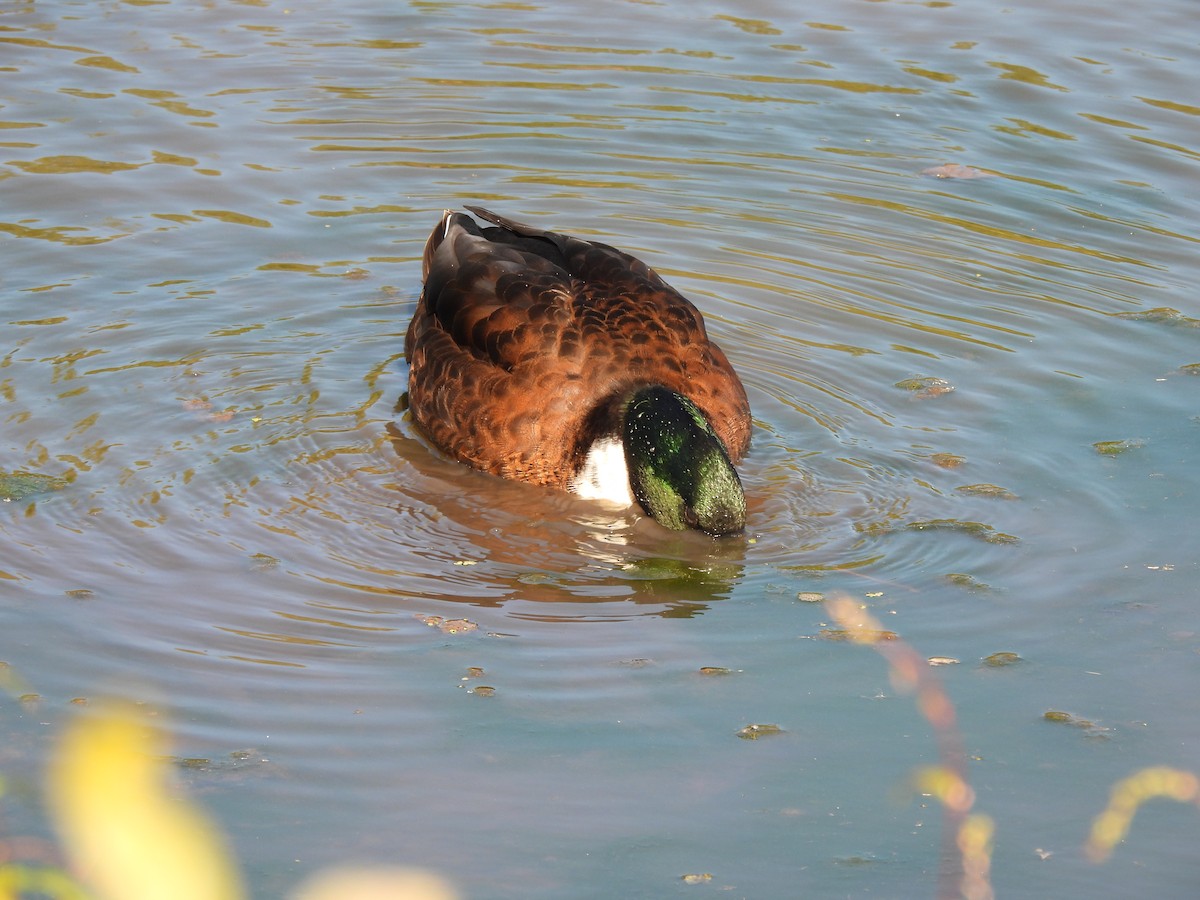 Mallard (Domestic type) - ML643617211