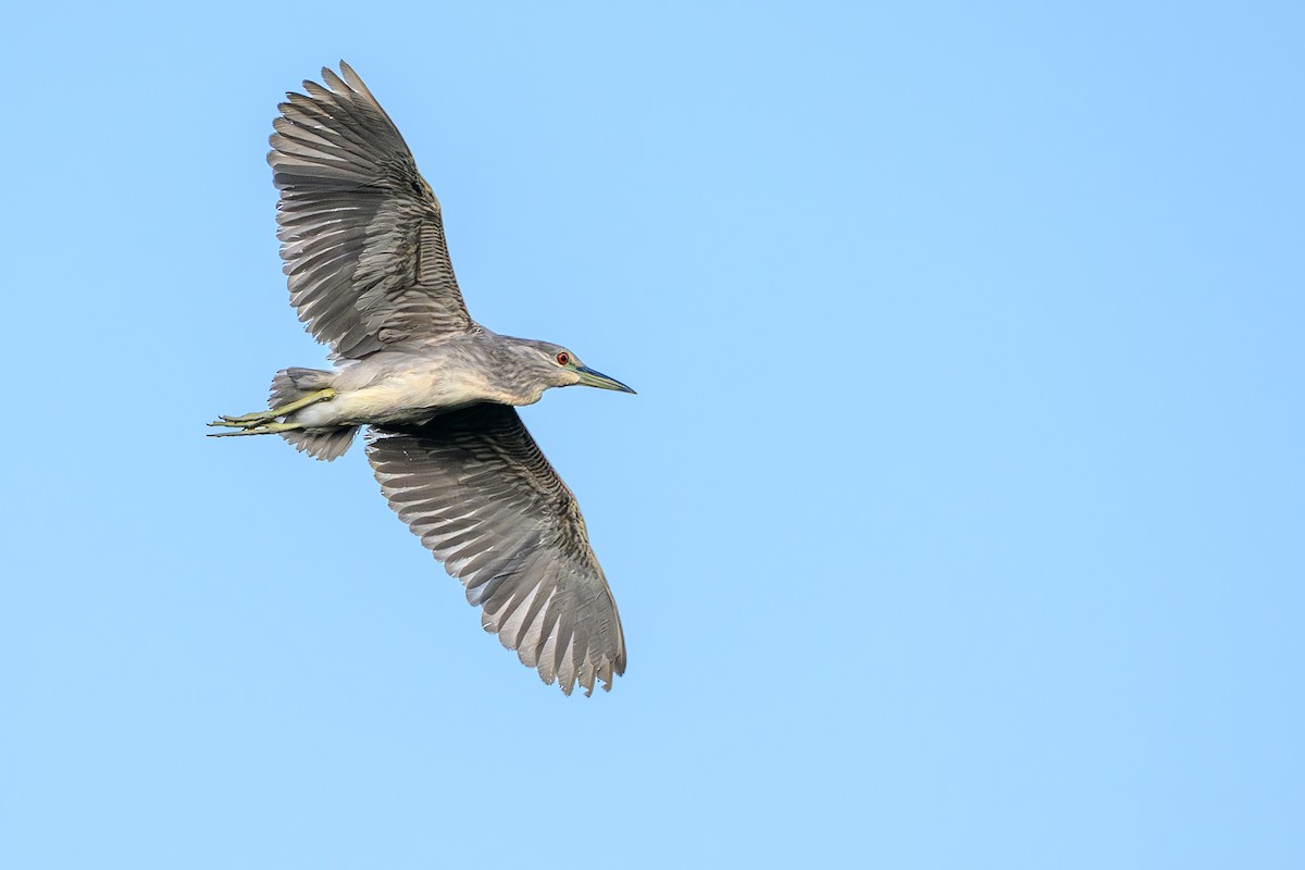 Ногоовор зашин - ML643617213