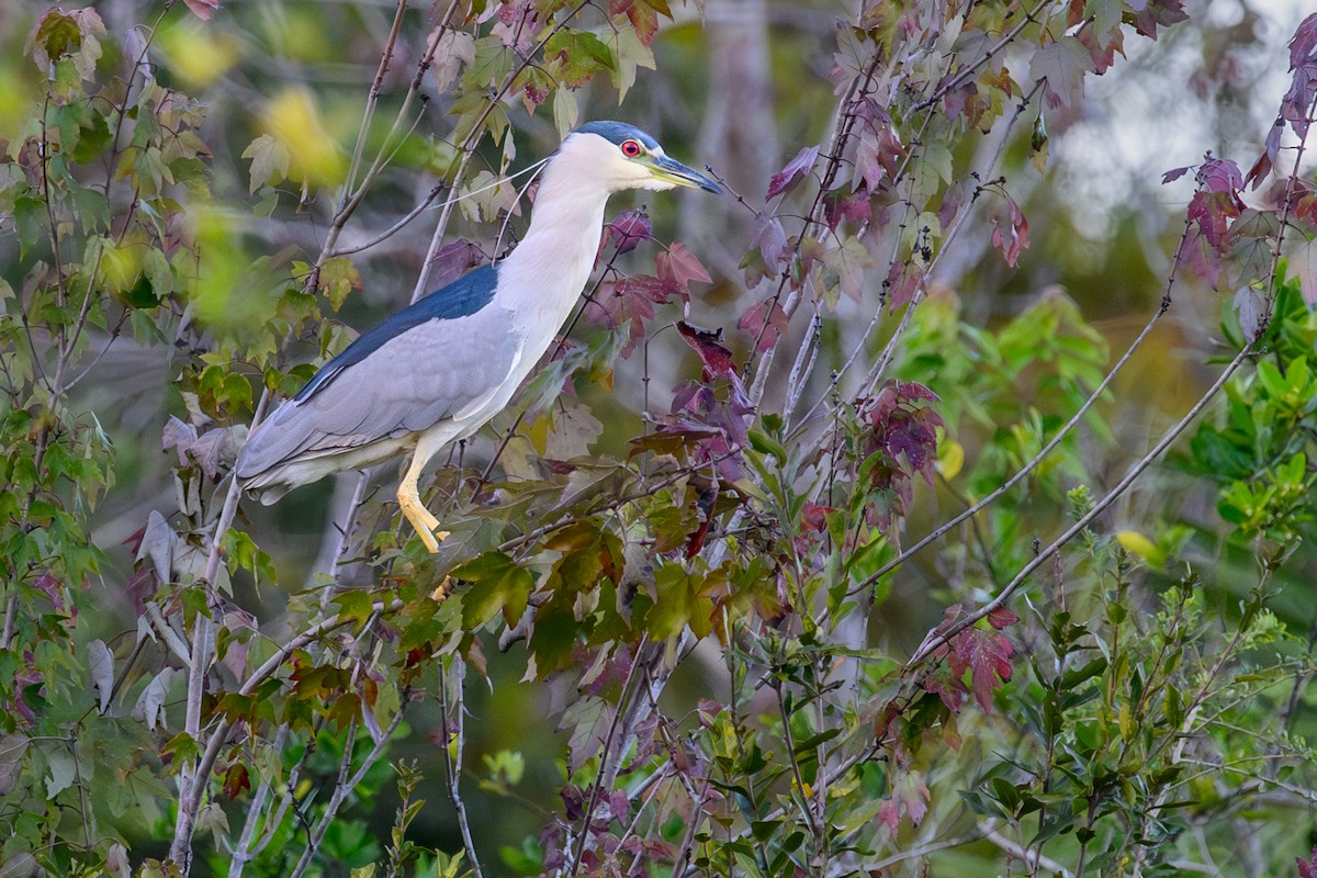 Ногоовор зашин - ML643617214