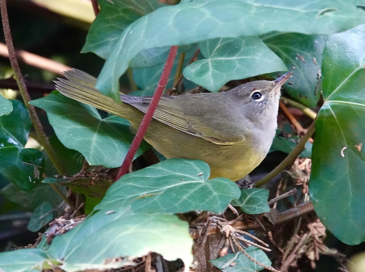 MacGillivray's Warbler - ML643617216