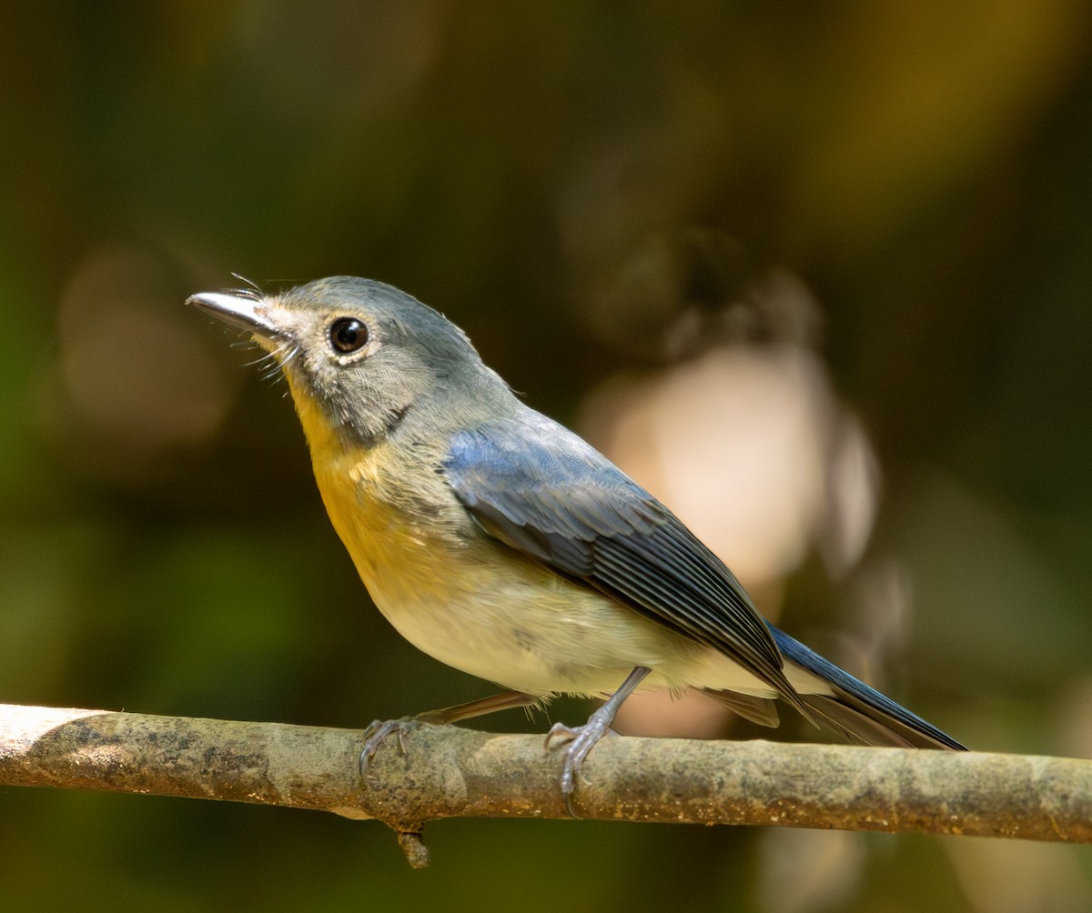 Indochinese Blue Flycatcher - ML643617245