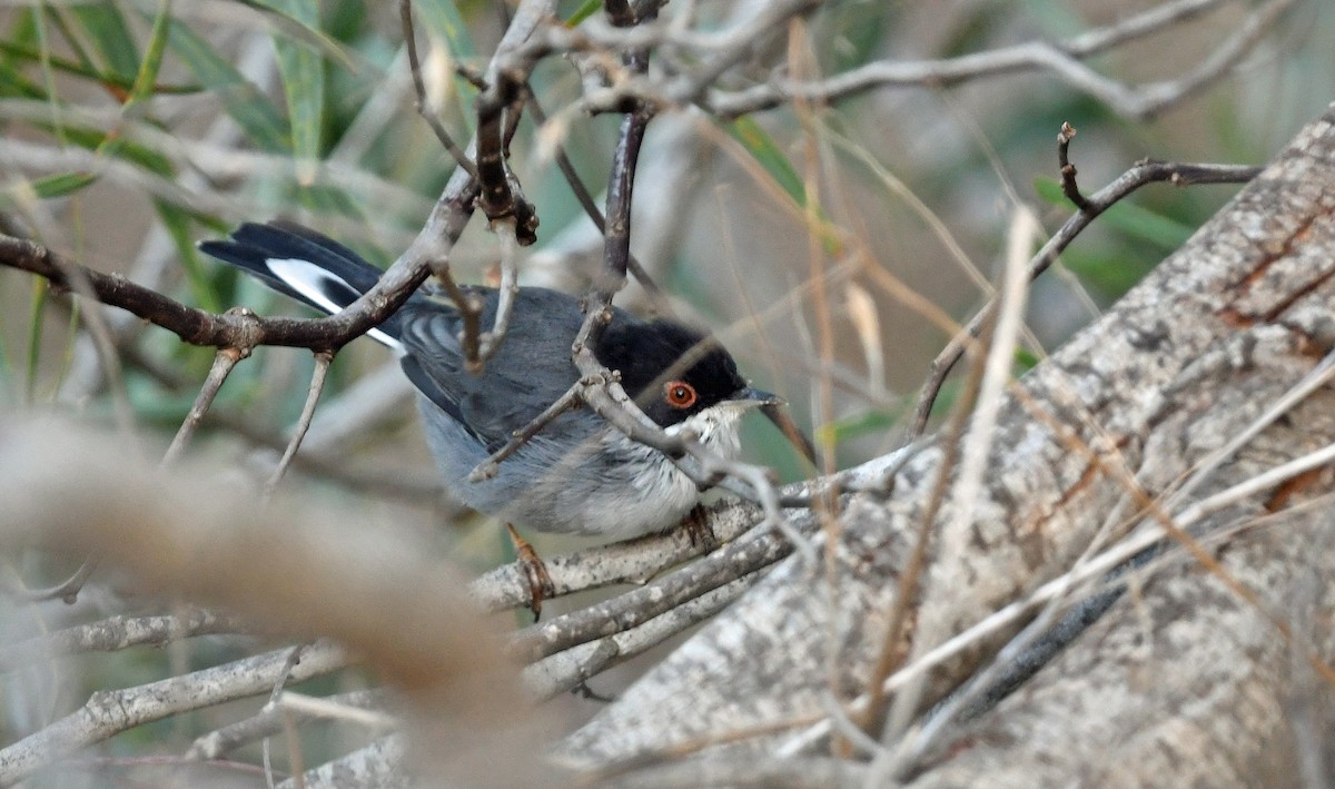 Sardinian Warbler - ML643617248