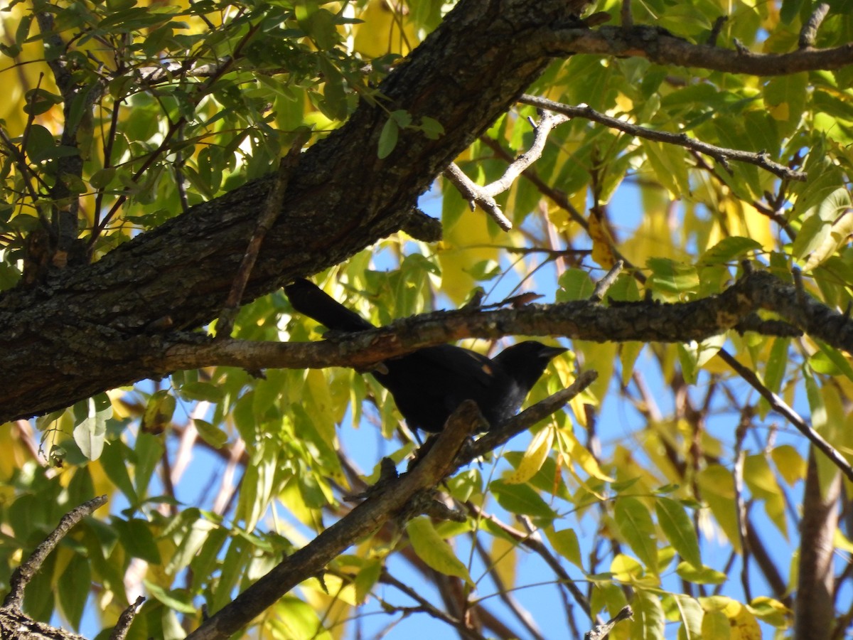 Red-winged Blackbird - ML643617260