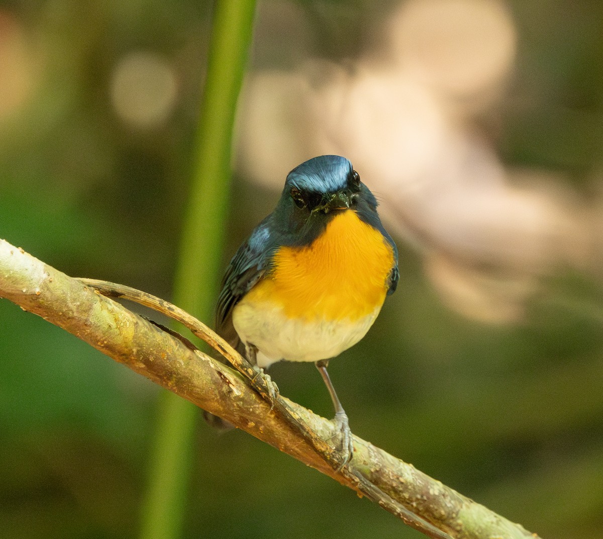 Indochinese Blue Flycatcher - ML643617262