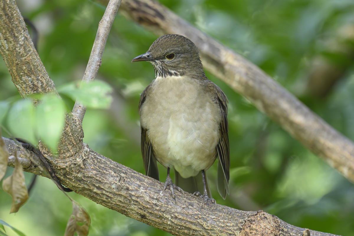 White-throated Thrush - ML643617278