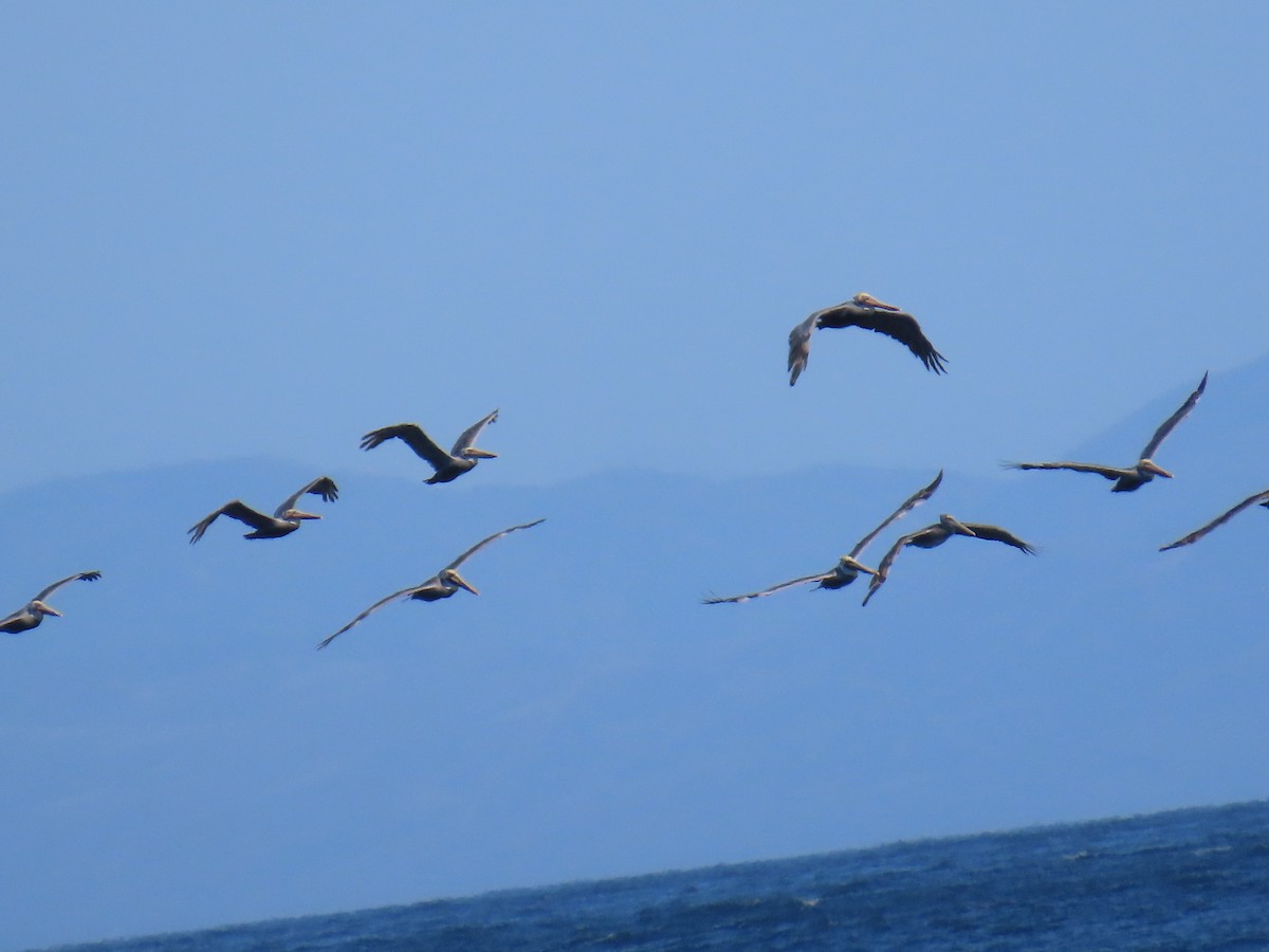 Brown Pelican - ML643617282