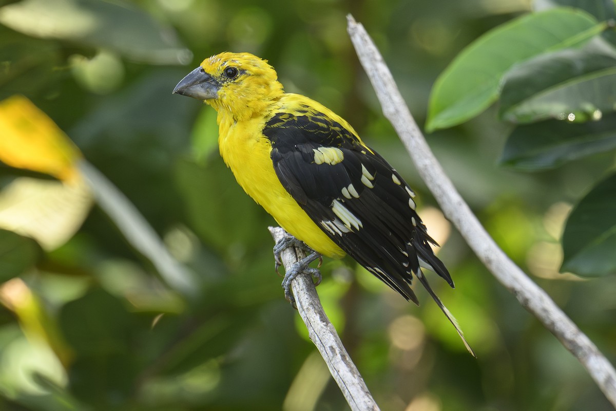 Cardinal jaune - ML643617283
