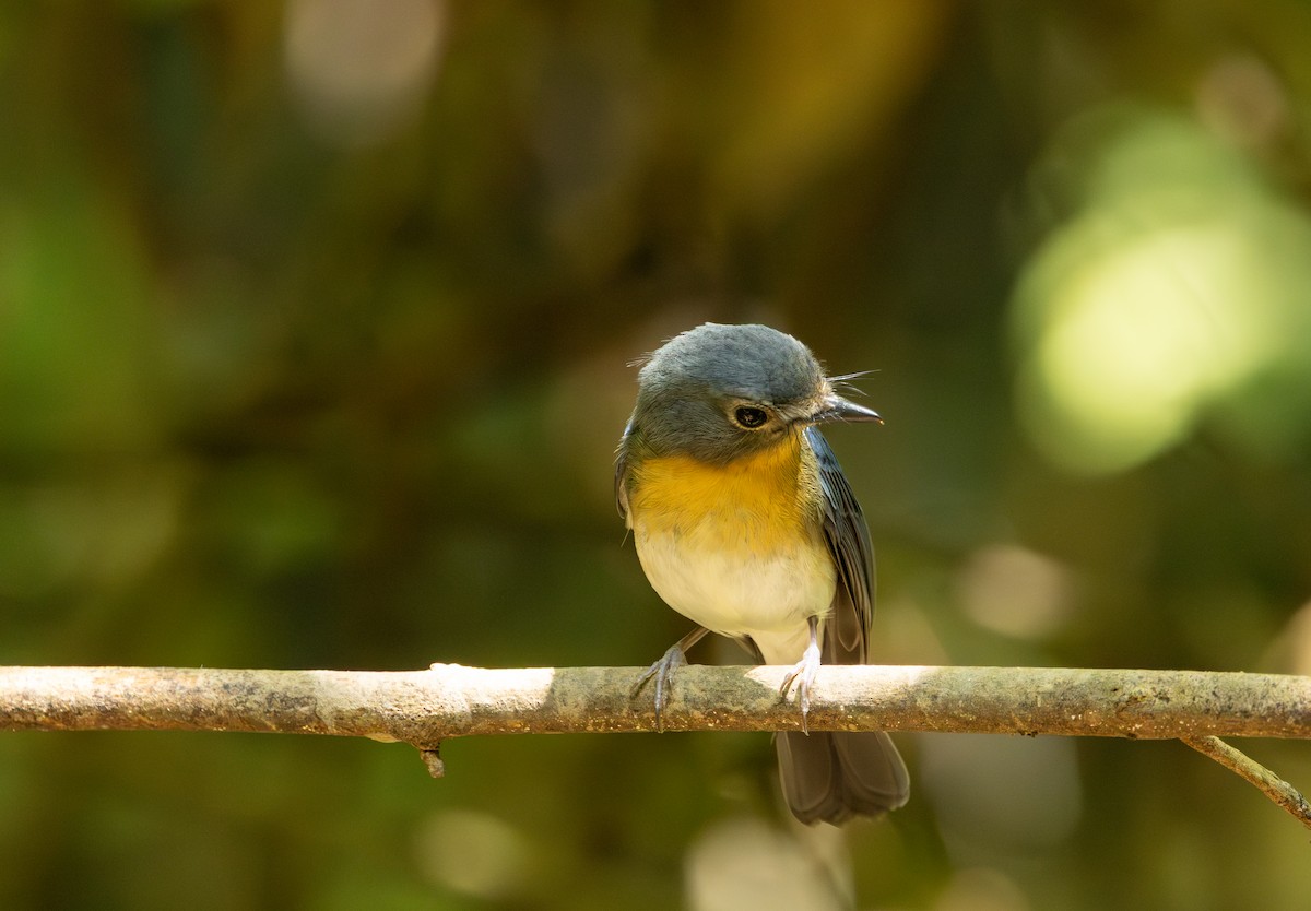 Indochinese Blue Flycatcher - ML643617287
