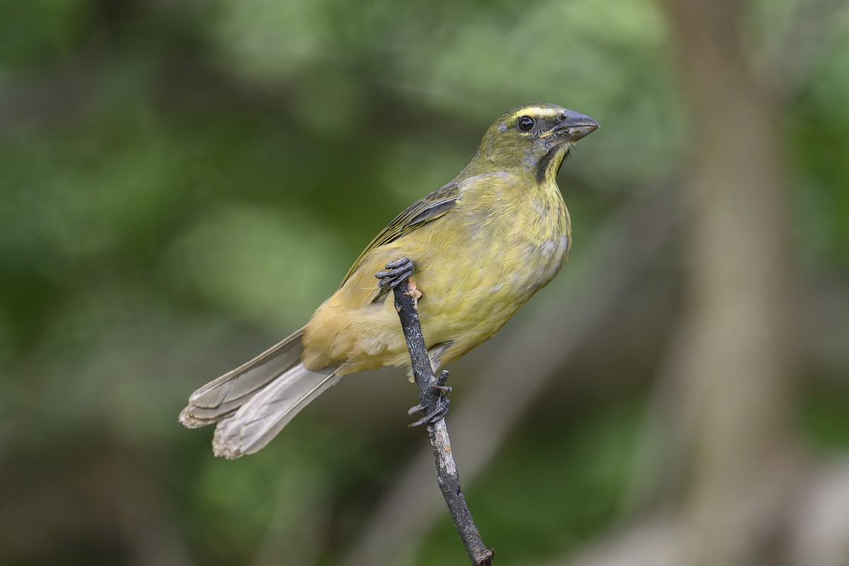 Cinnamon-bellied Saltator - ML643617288