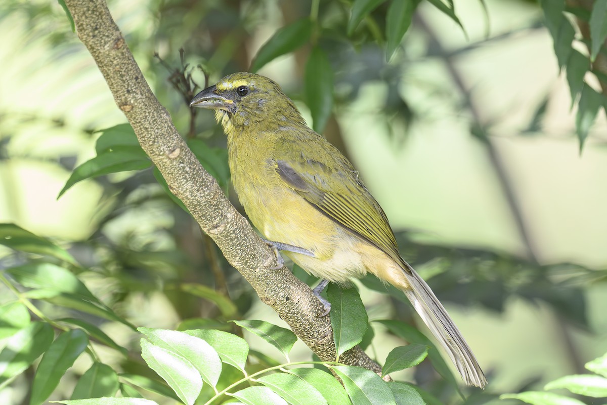 Cinnamon-bellied Saltator - ML643617289