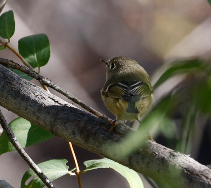 Ruby-crowned Kinglet - ML643617304