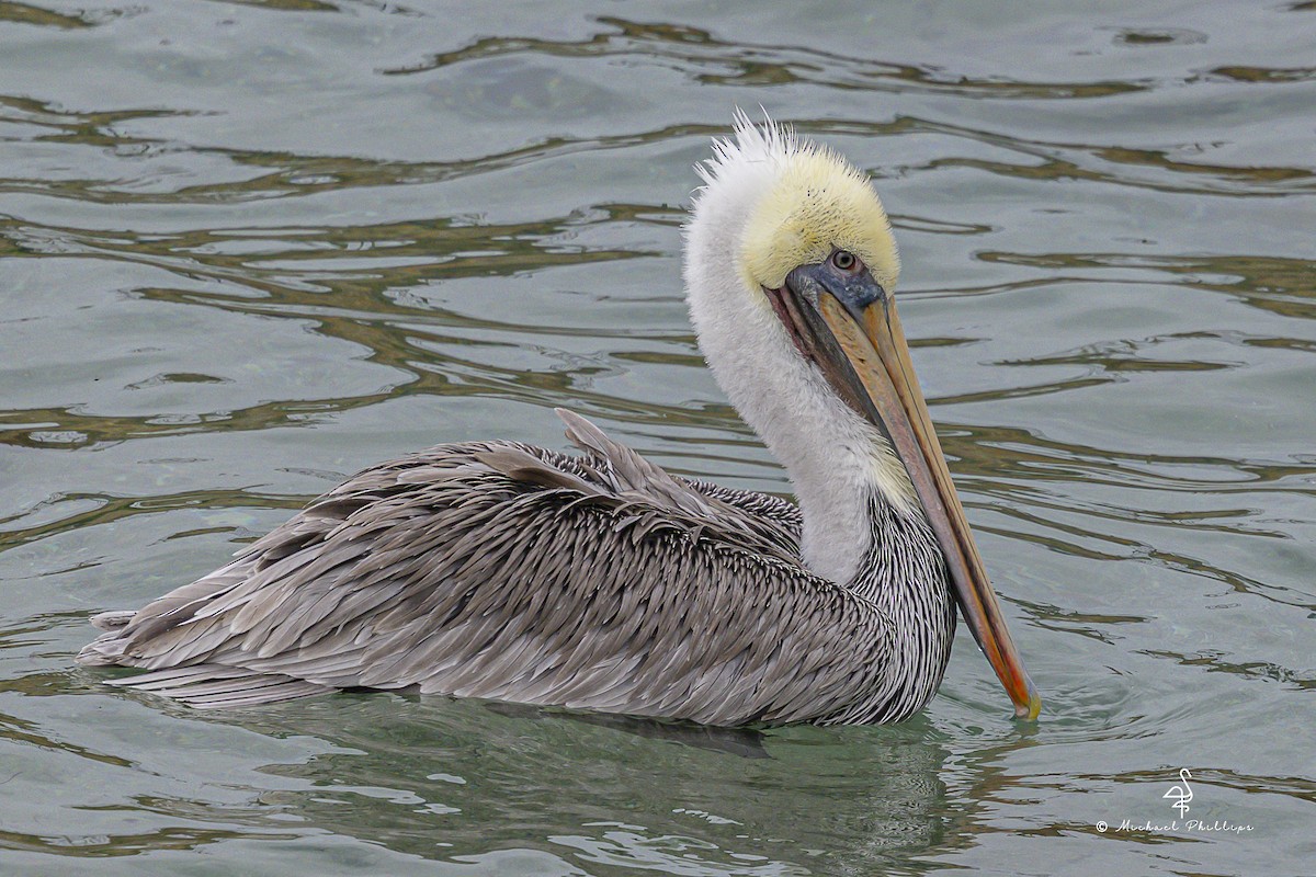 Brown Pelican (California) - ML643617306