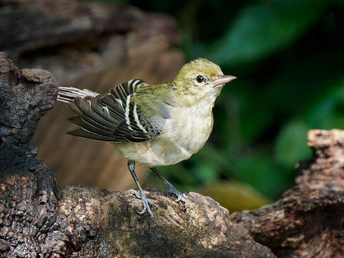 Bay-breasted Warbler - ML643617307