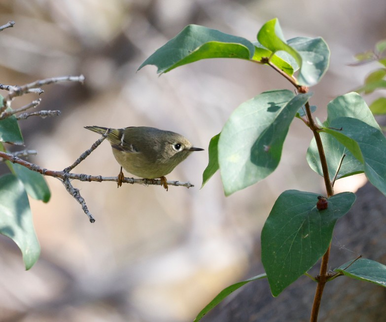 Ruby-crowned Kinglet - ML643617315