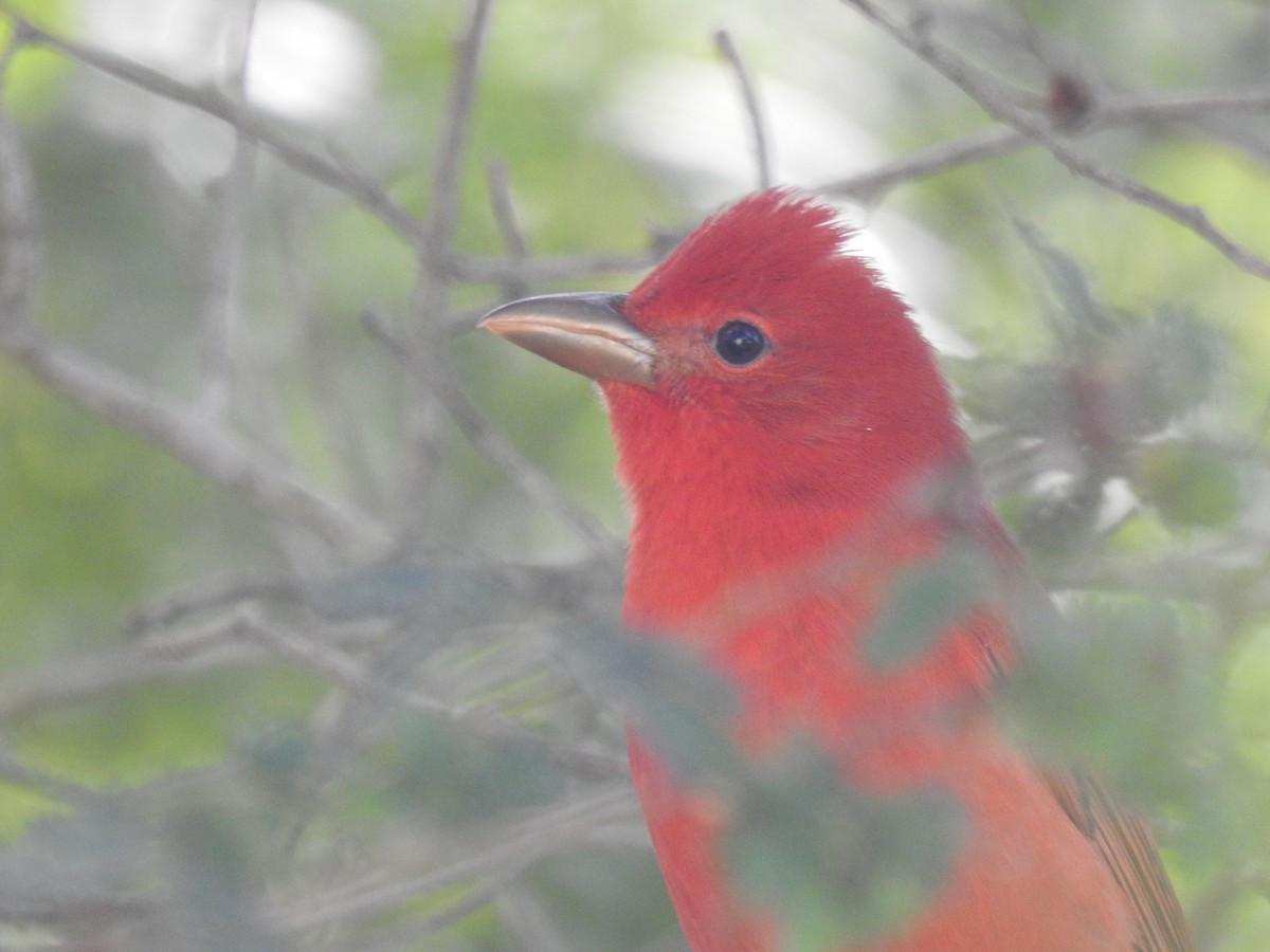 Summer Tanager - ML643617320