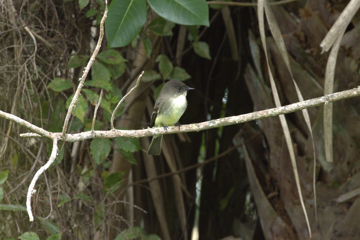 ツキヒメハエトリ - ML643617335