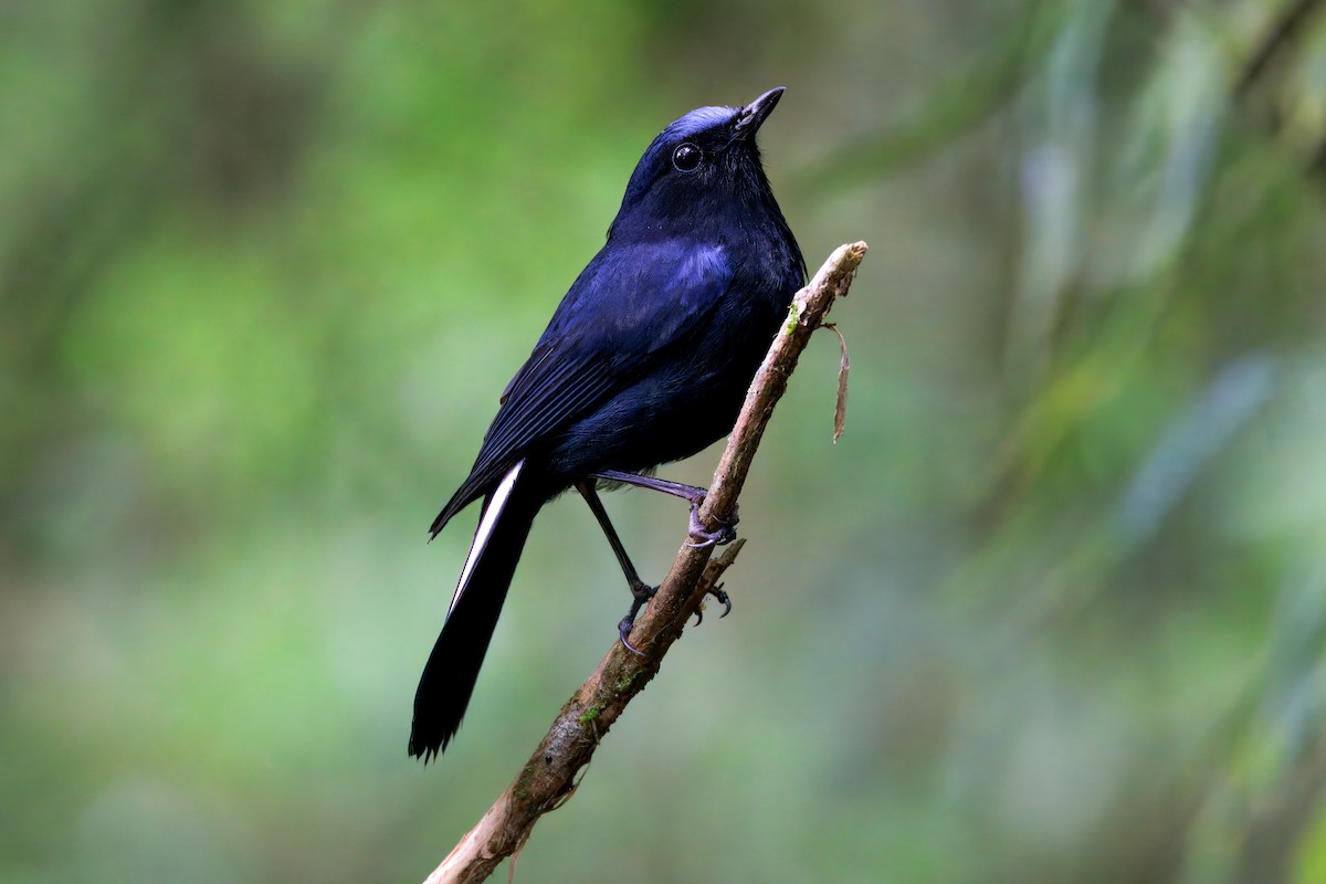 White-tailed Robin - ML643617338