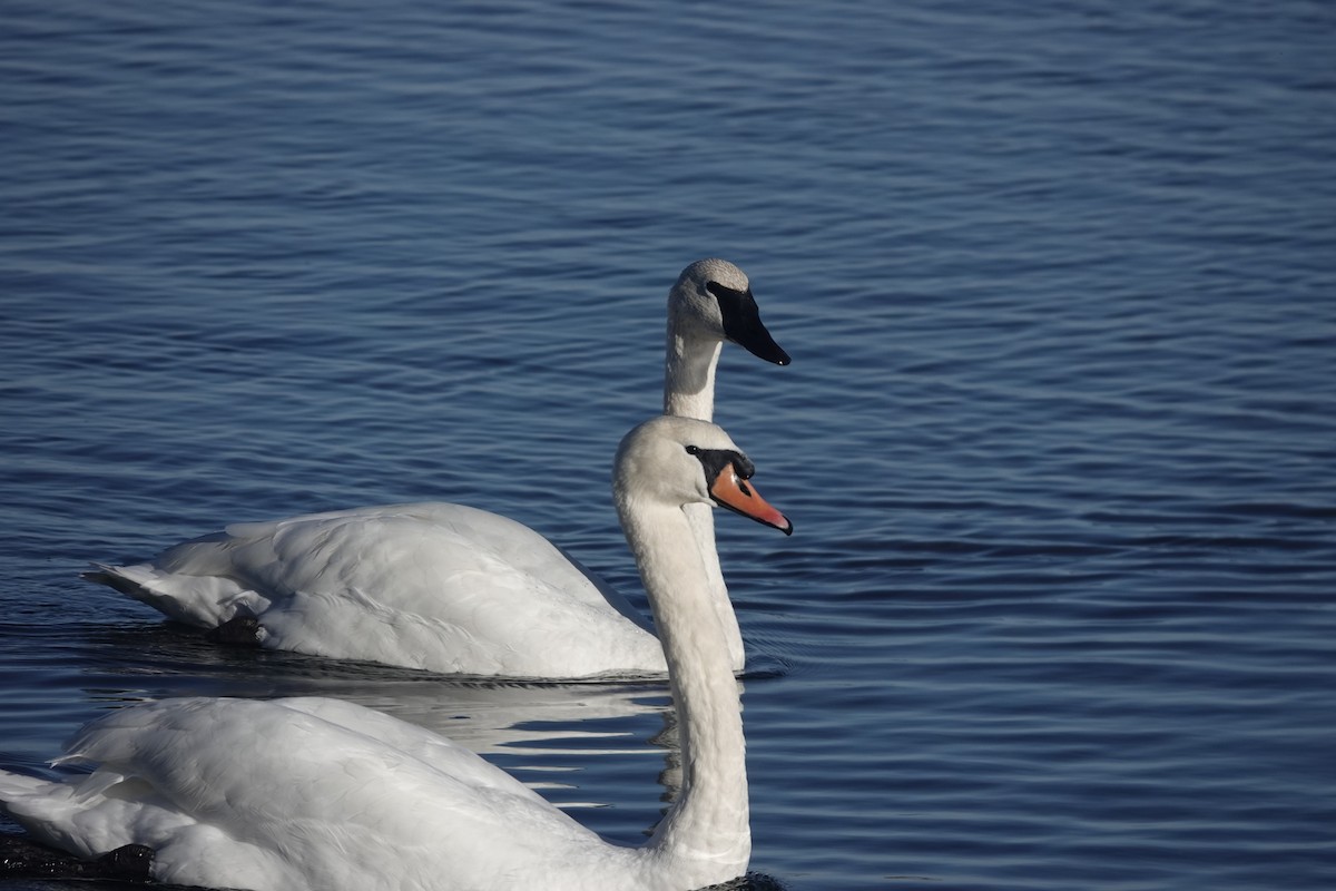 swan sp. - ML643617340