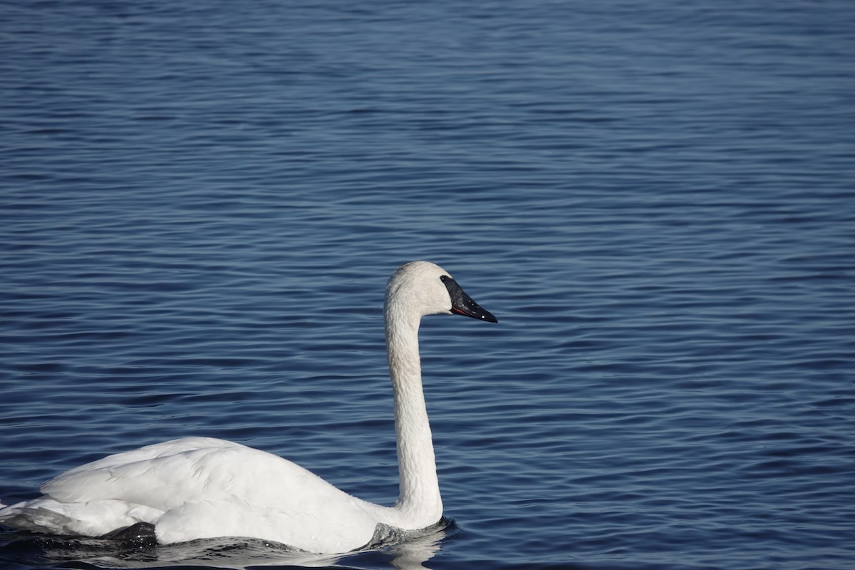 swan sp. - ML643617342