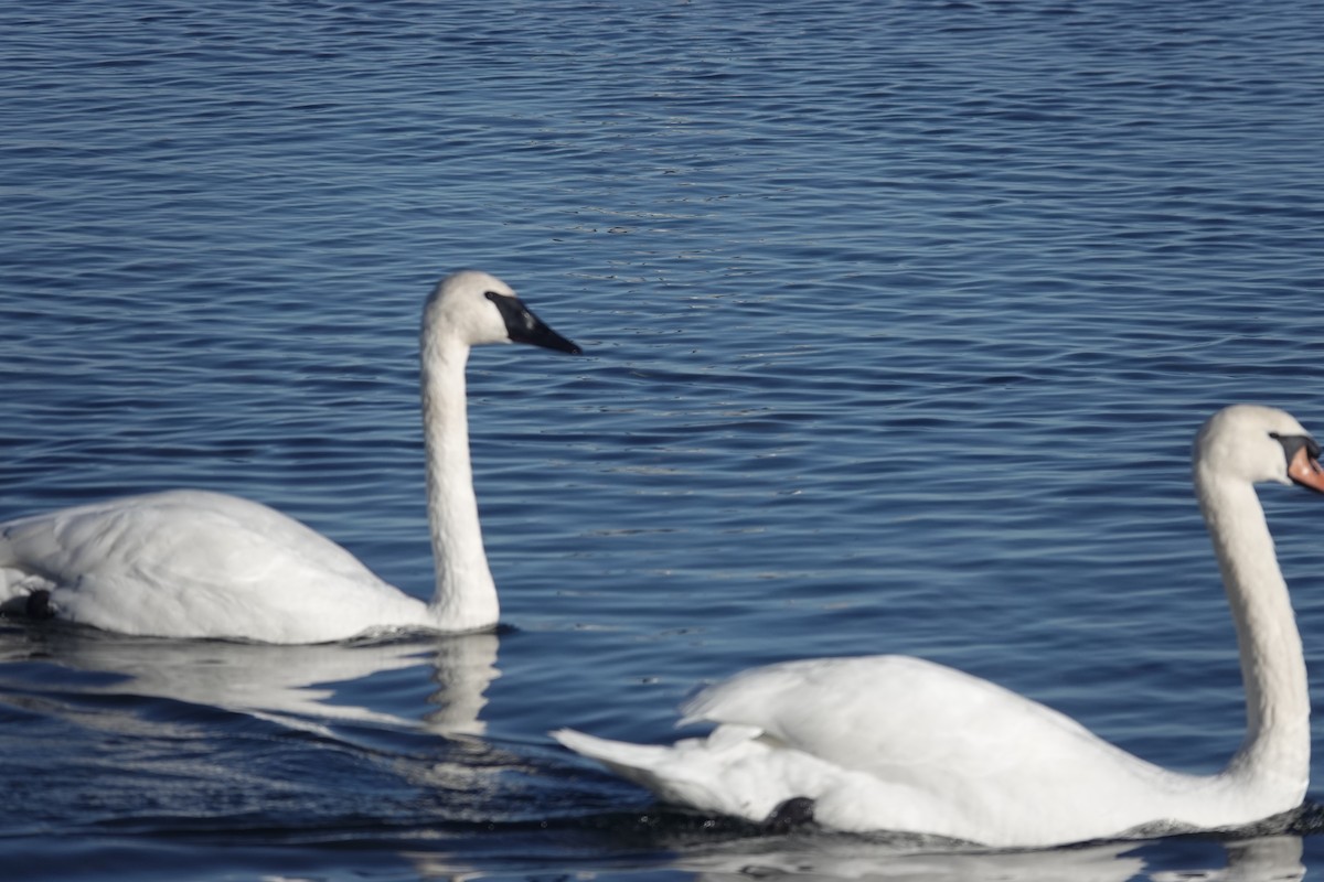 swan sp. - ML643617343