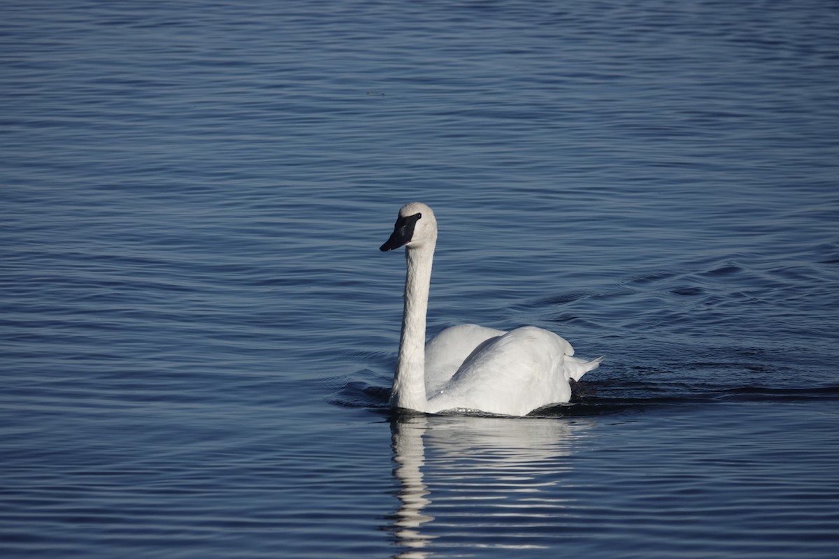 swan sp. - ML643617344