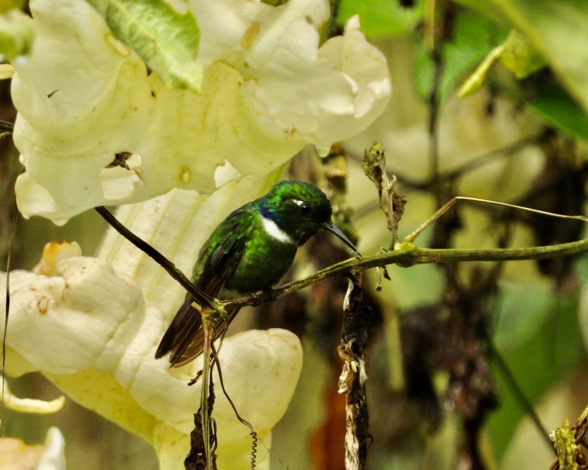 White-throated Daggerbill - ML643617346