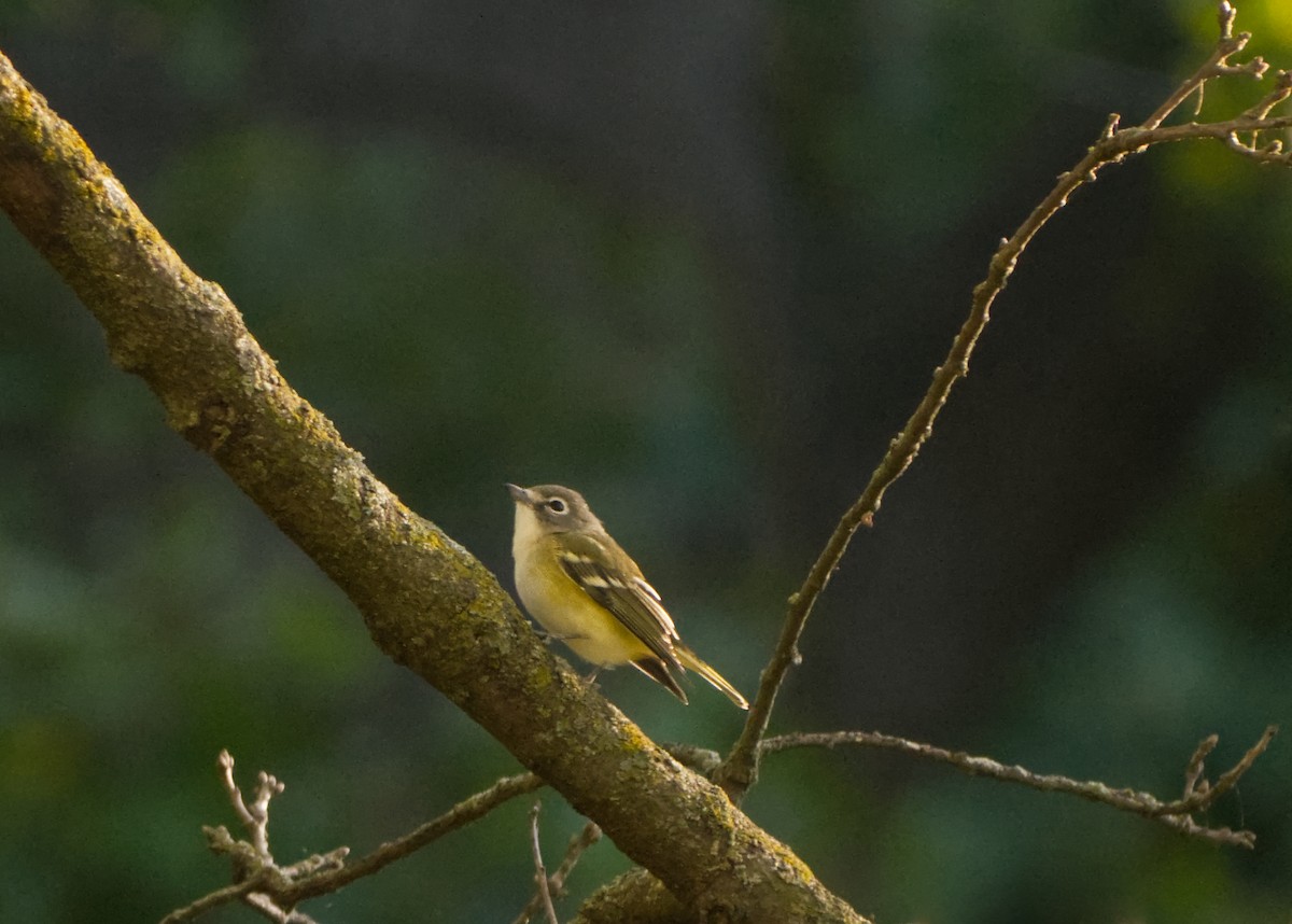 Blue-headed Vireo - ML643617360
