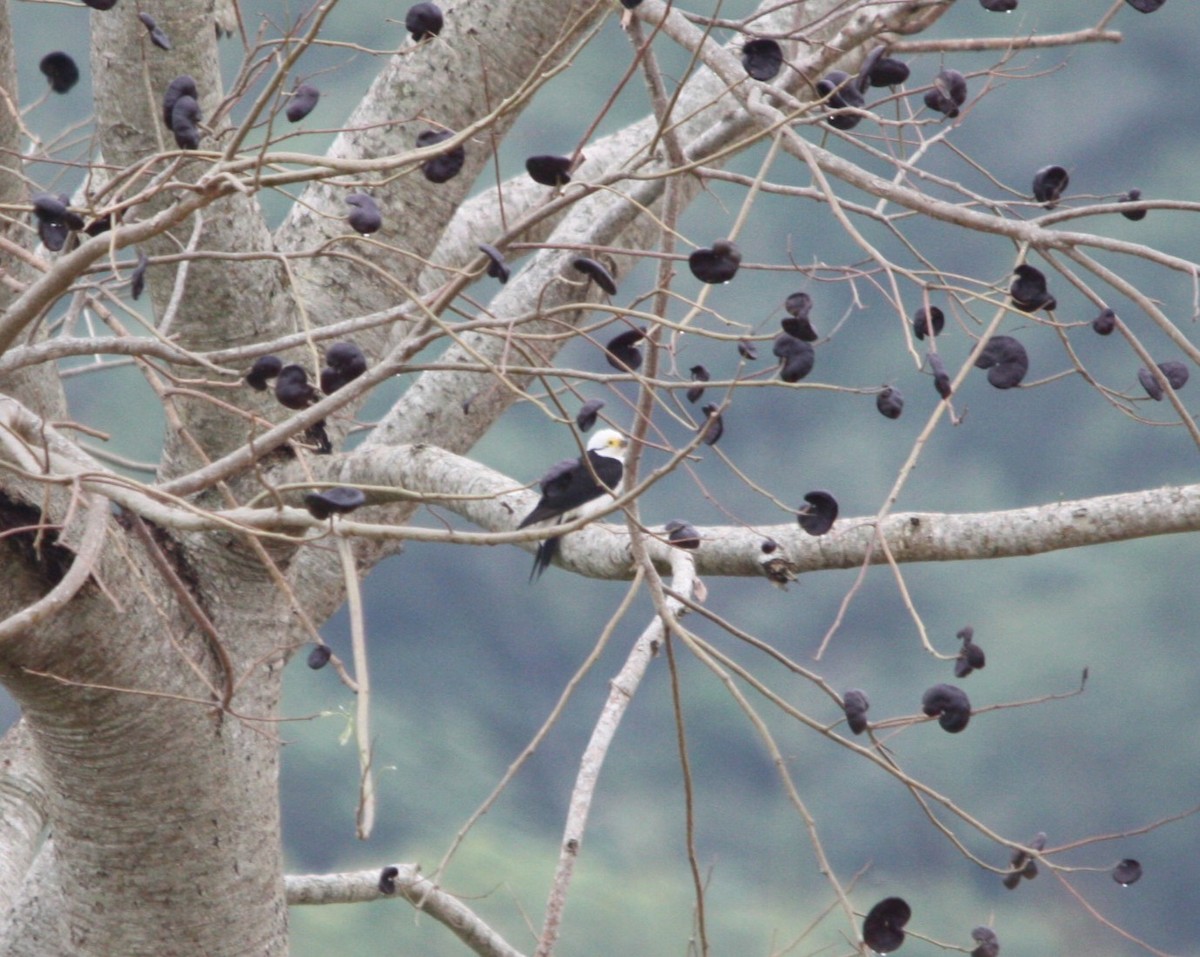White Woodpecker - ML643617361
