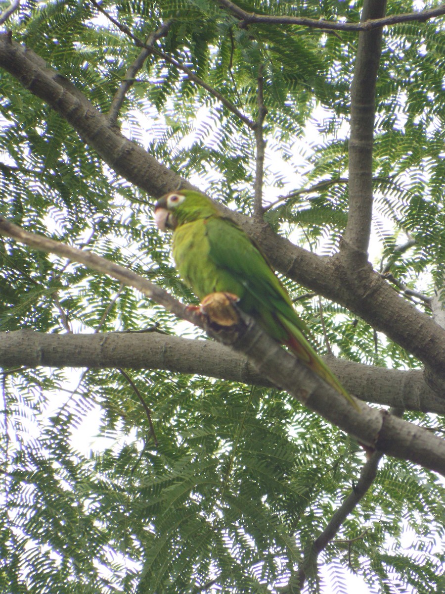 Blue-crowned Parakeet - ML643617367