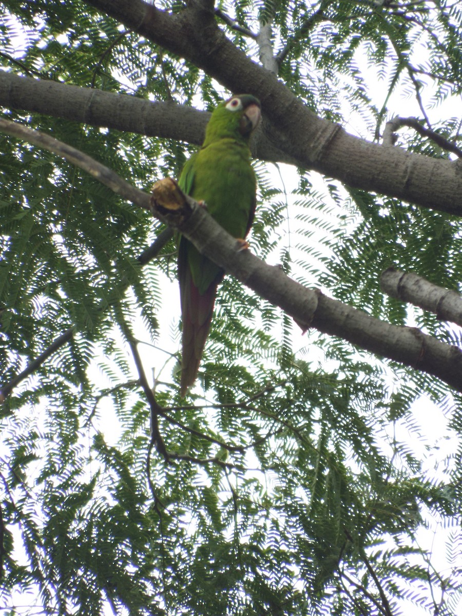 Blue-crowned Parakeet - ML643617368