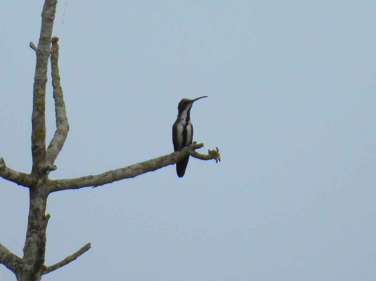 Schwarzbrust-Mangokolibri - ML643617377