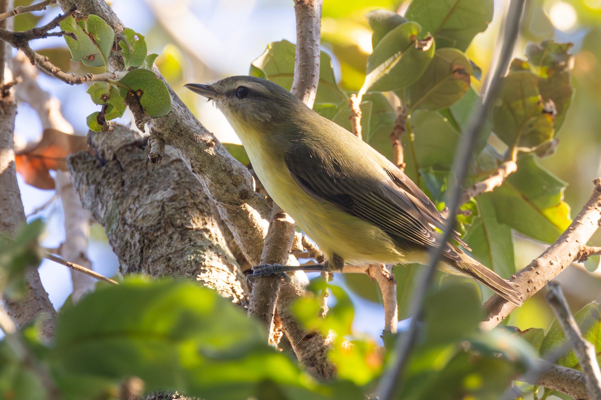 Philadelphia Vireo - ML643617405
