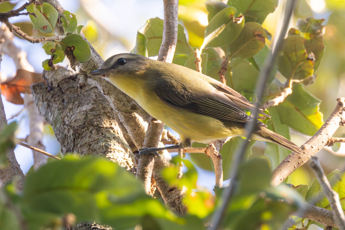 Philadelphia Vireo - ML643617406