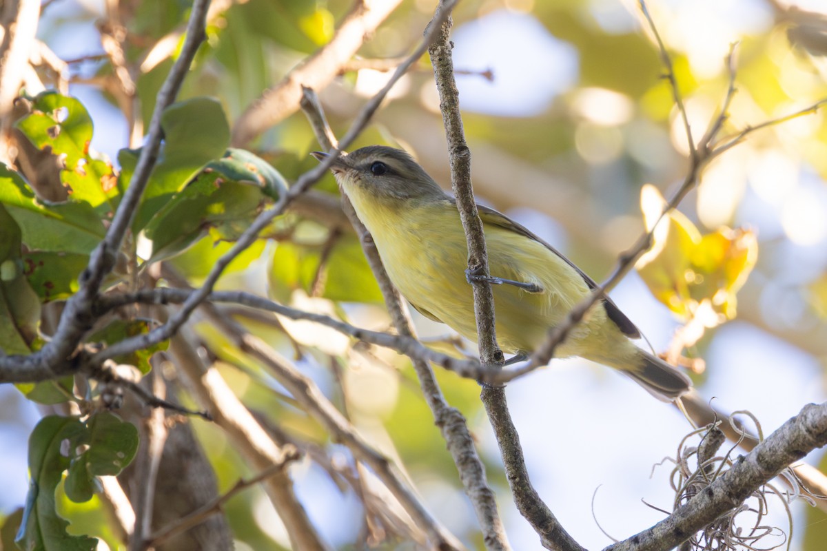 Philadelphia Vireo - ML643617407