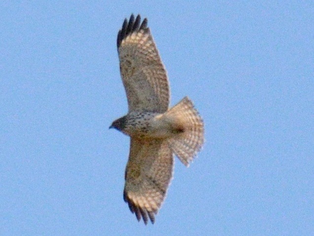 Red-shouldered Hawk (lineatus Group) - ML643617419