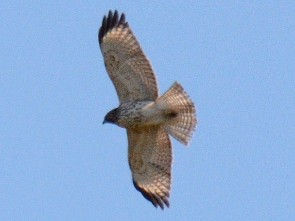 Red-shouldered Hawk (lineatus Group) - ML643617420