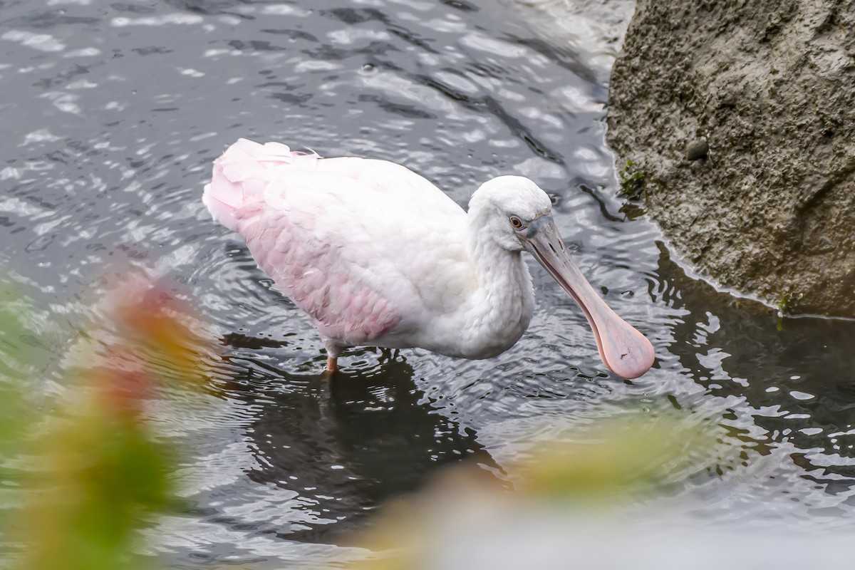 Roseate Spoonbill - ML643617434